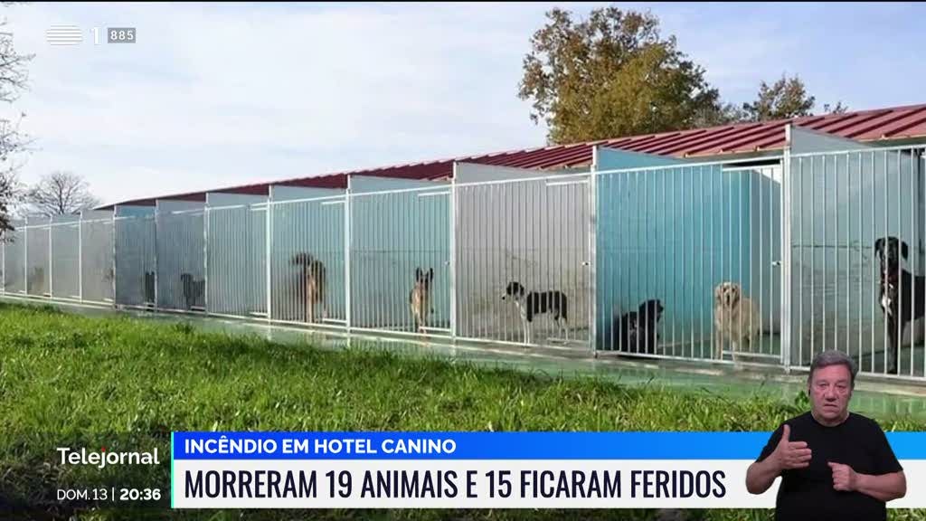 Tragédia em Mangualde: Incêndio em Hotel Canino Vitima Dezanove Animais