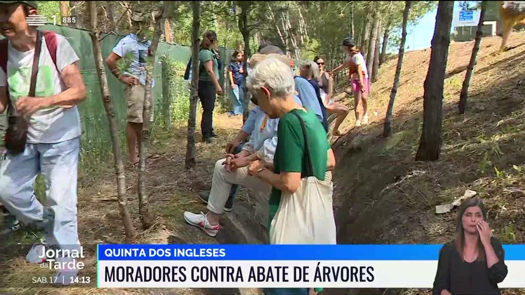 Moradores unem-se para impedir abate de árvores em empreendimento de luxo em Carcavelos