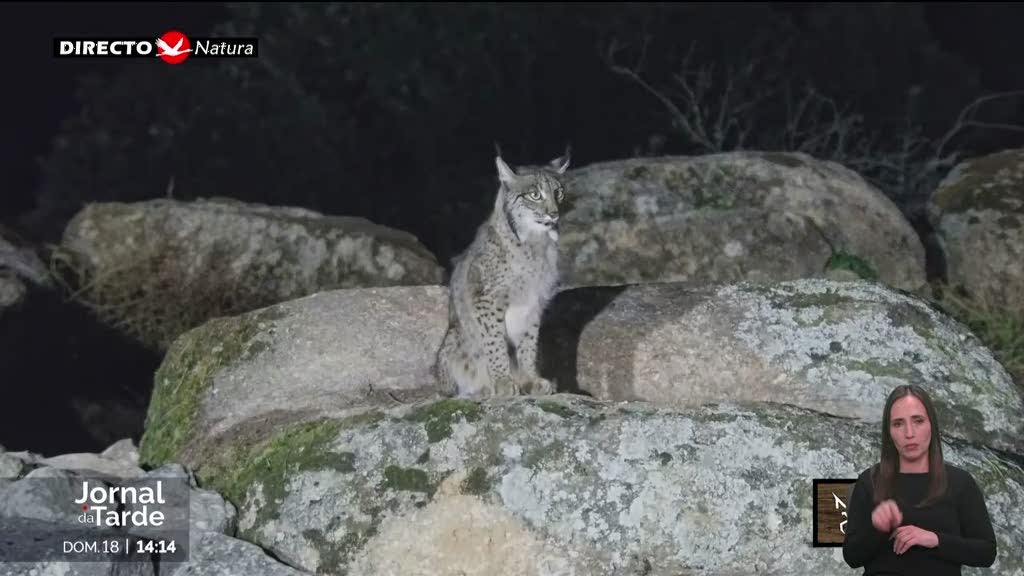 que notícia maravilhosa: o lince ibérico já não está em risco de extinção!